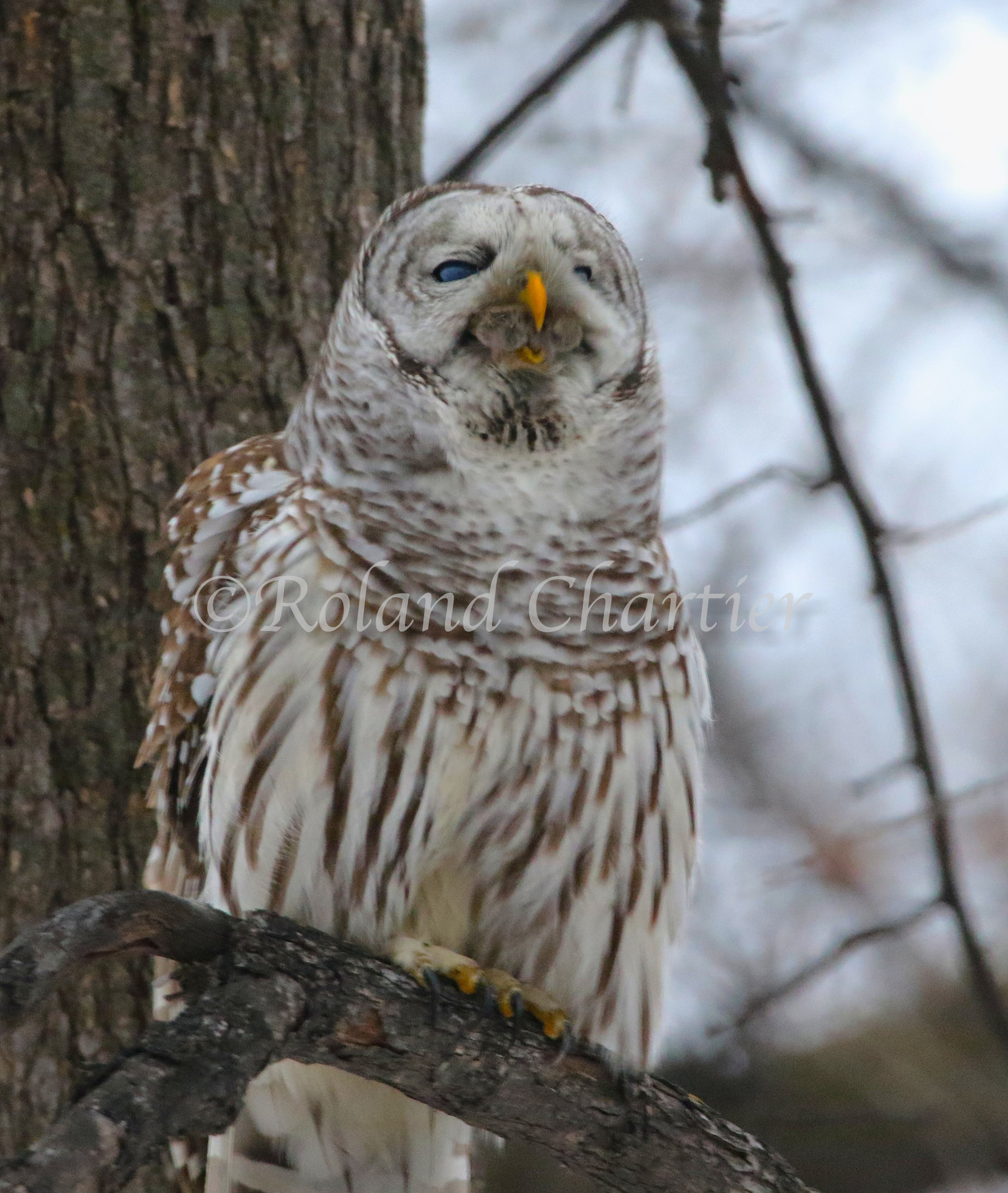 A barred owl perched on a branch eating a mouse